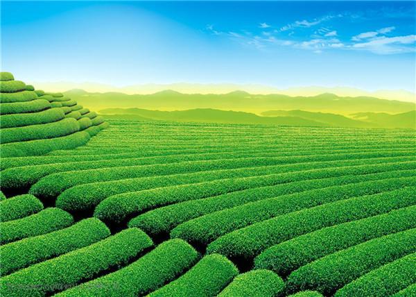 种植50亩茶叶成本多少（种植一亩茶叶成本）